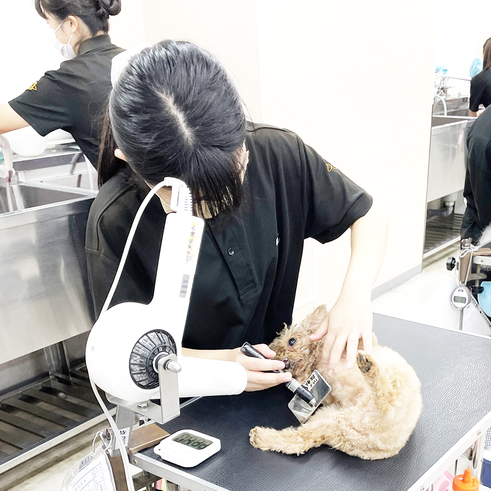 そのままお客様犬のトリミング実習！